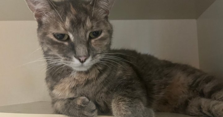 Lost Ontario cat found 1 year later and 2 provinces away