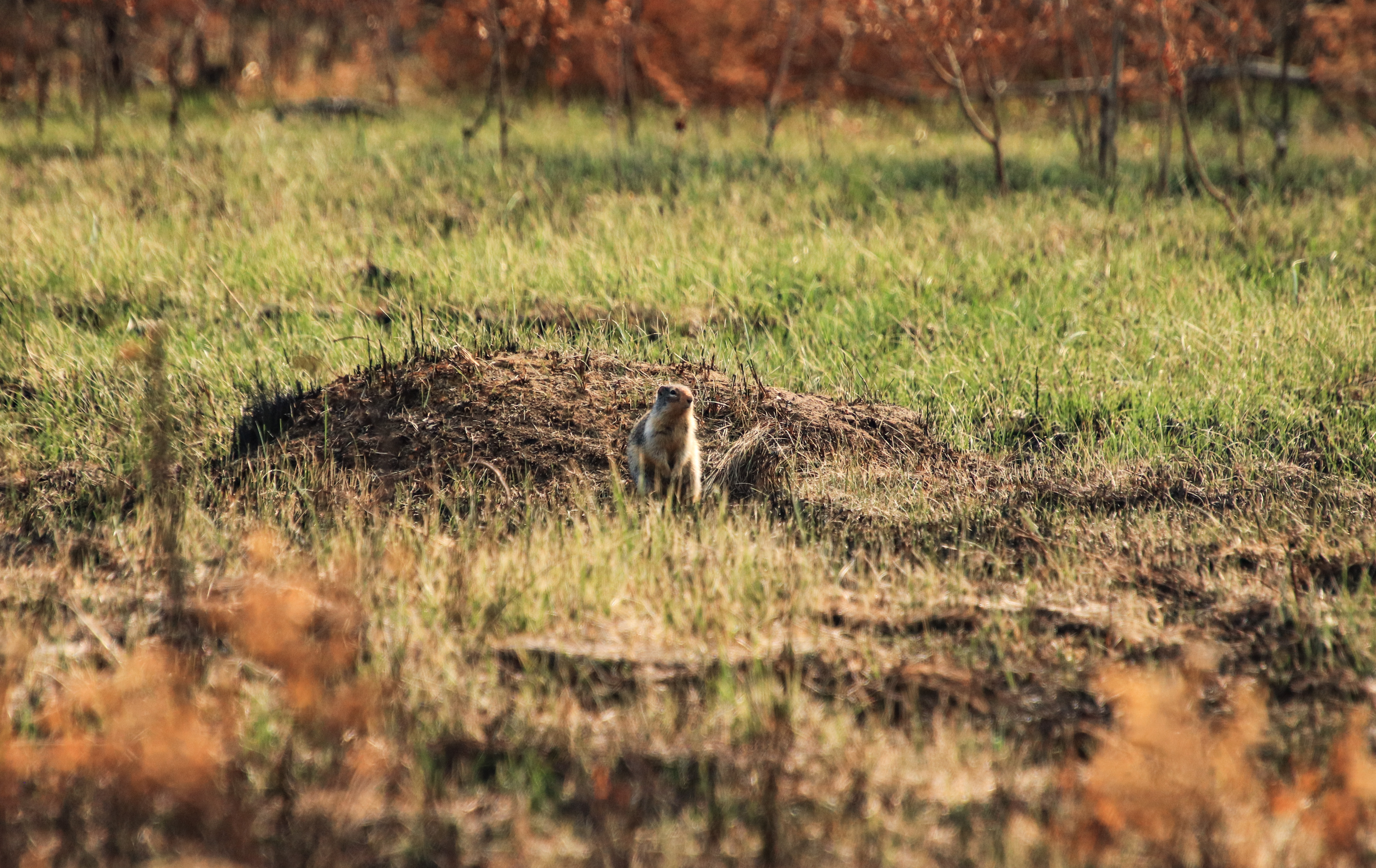 Man shooting at squirrel just missed Ontario township worker: ministry