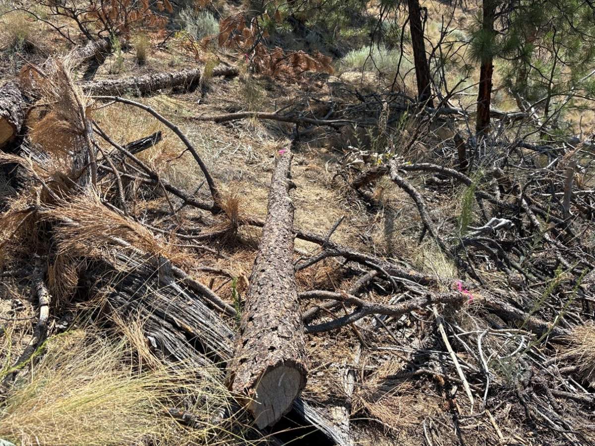 The City of Kelowna says 10 trees were illegally cut down in Mission Ridge Park recently. 