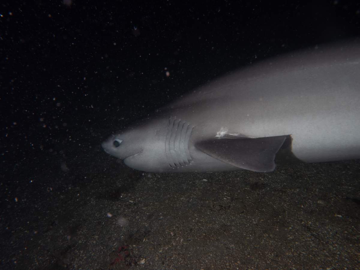 The bluntnose sixgill shark seen off the coast of Lions Bay, B.C.