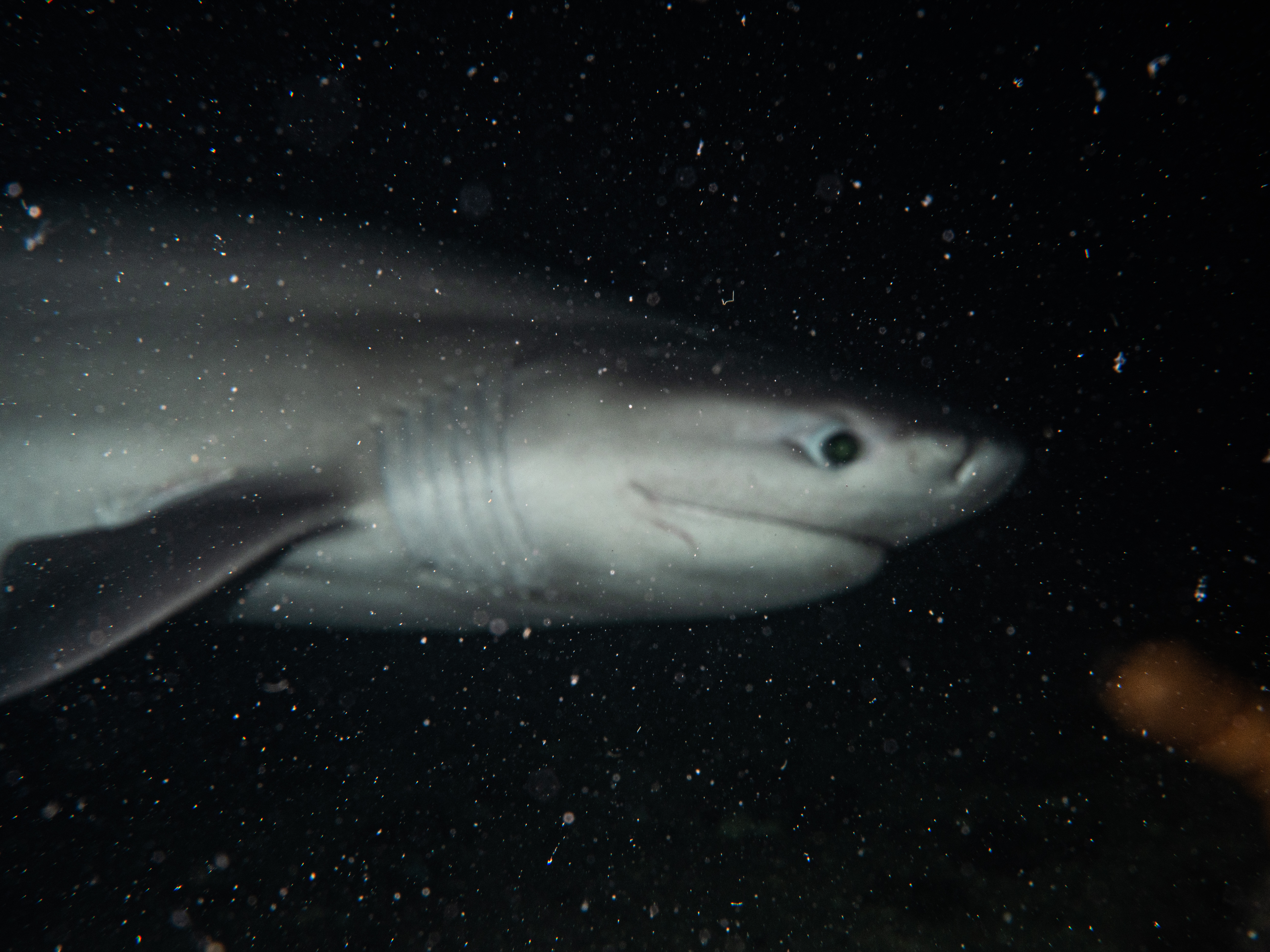 Група водолази край брега на залива Лъвове получиха повече отколкото