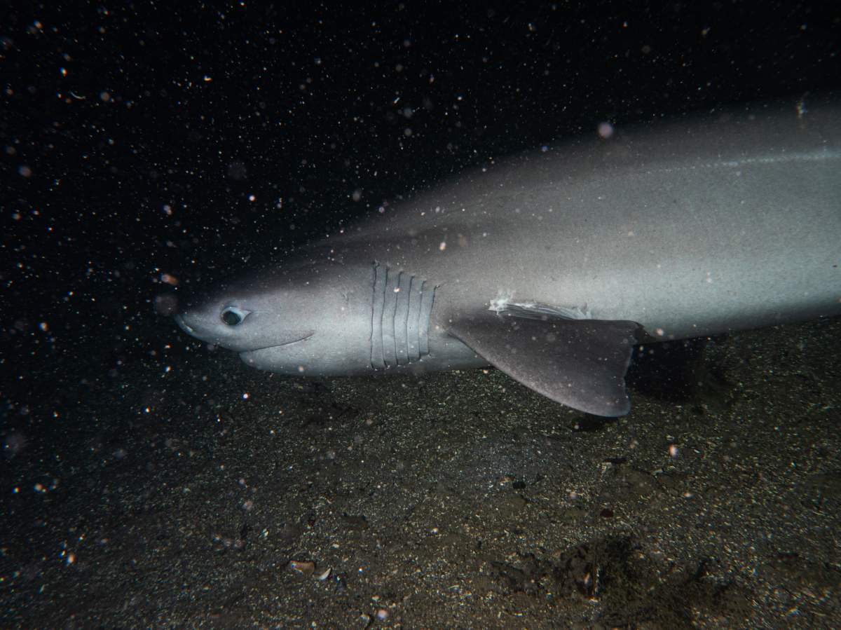 The bluntnose sixgill shark seen off the coast of Lions Bay, B.C.