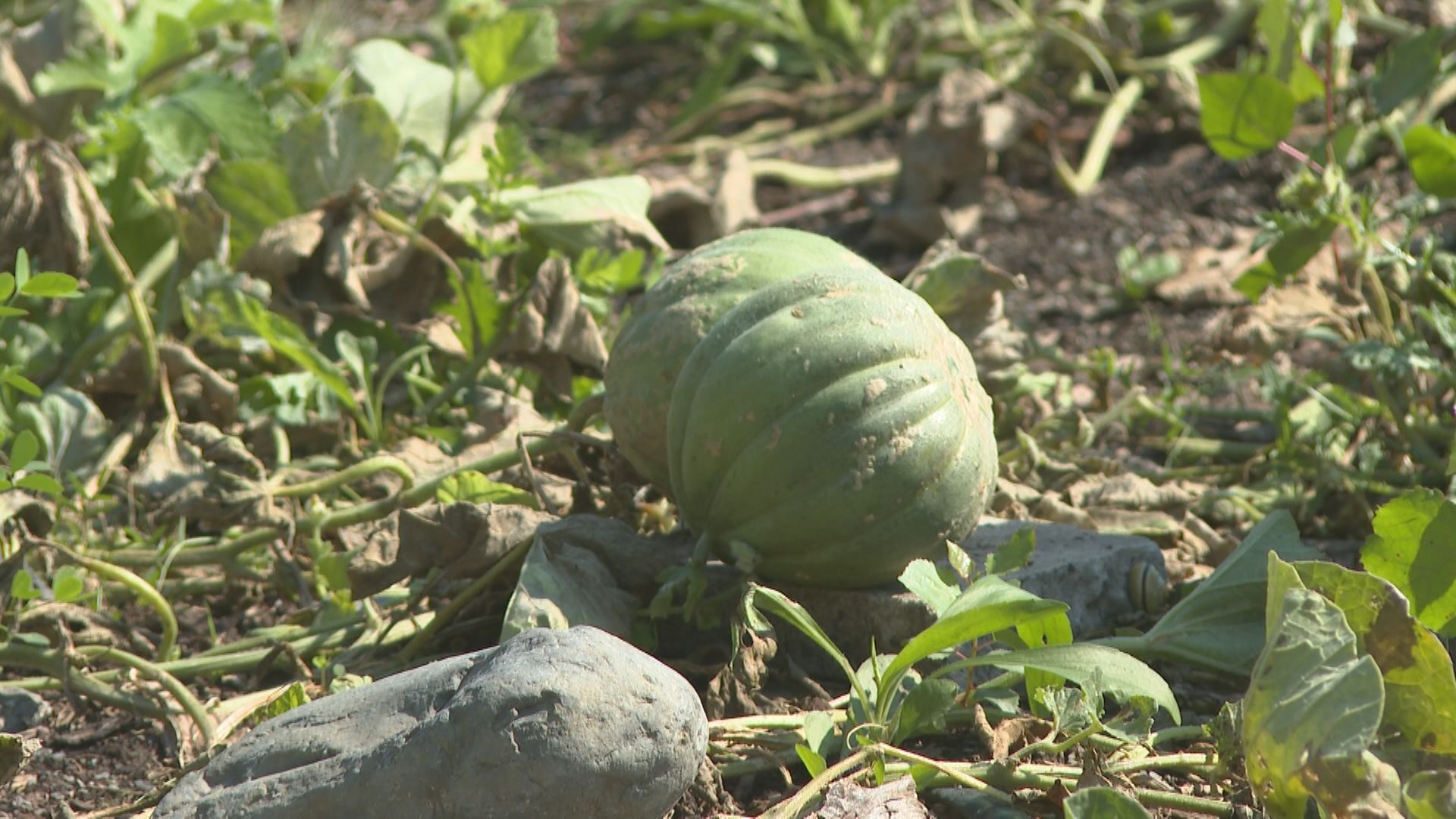 Montreal melon, once thought to be all but gone, makes long-awaited comeback