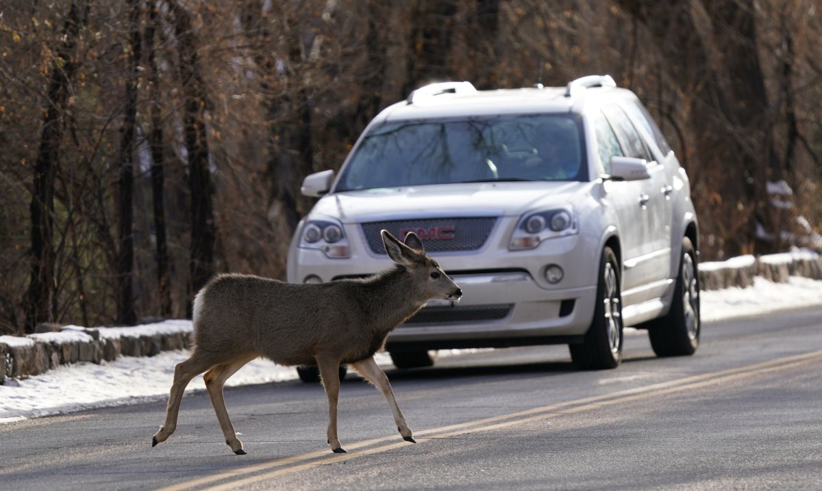 Roadkill numbers in Alberta trend upward