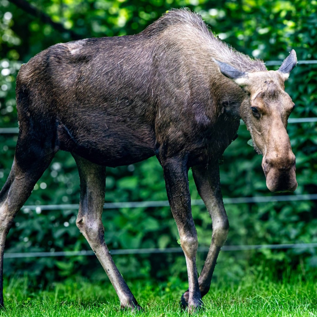 Trilly, a moose from the Toronto Zoo.