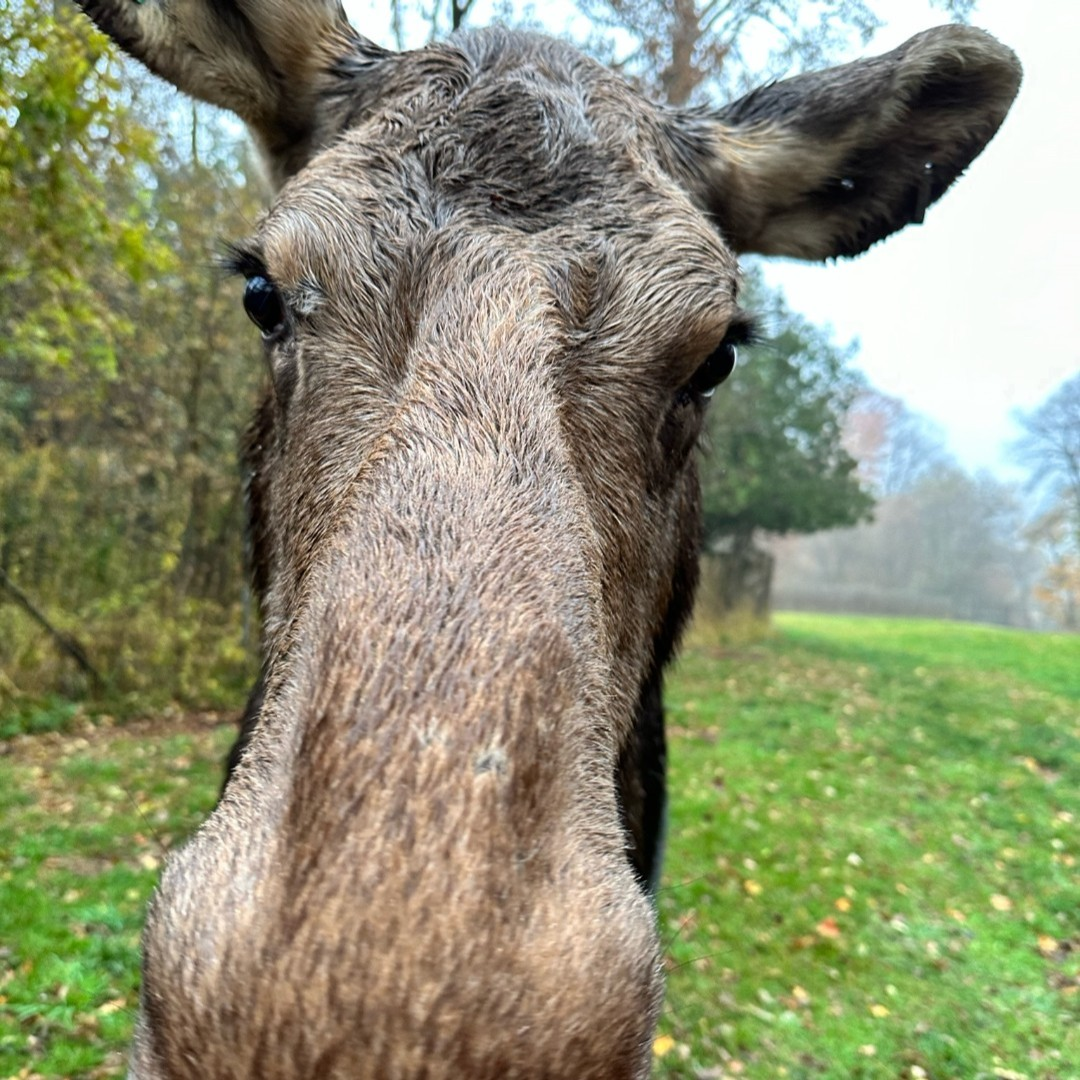 Trilly, a moose from the Toronto Zoo.