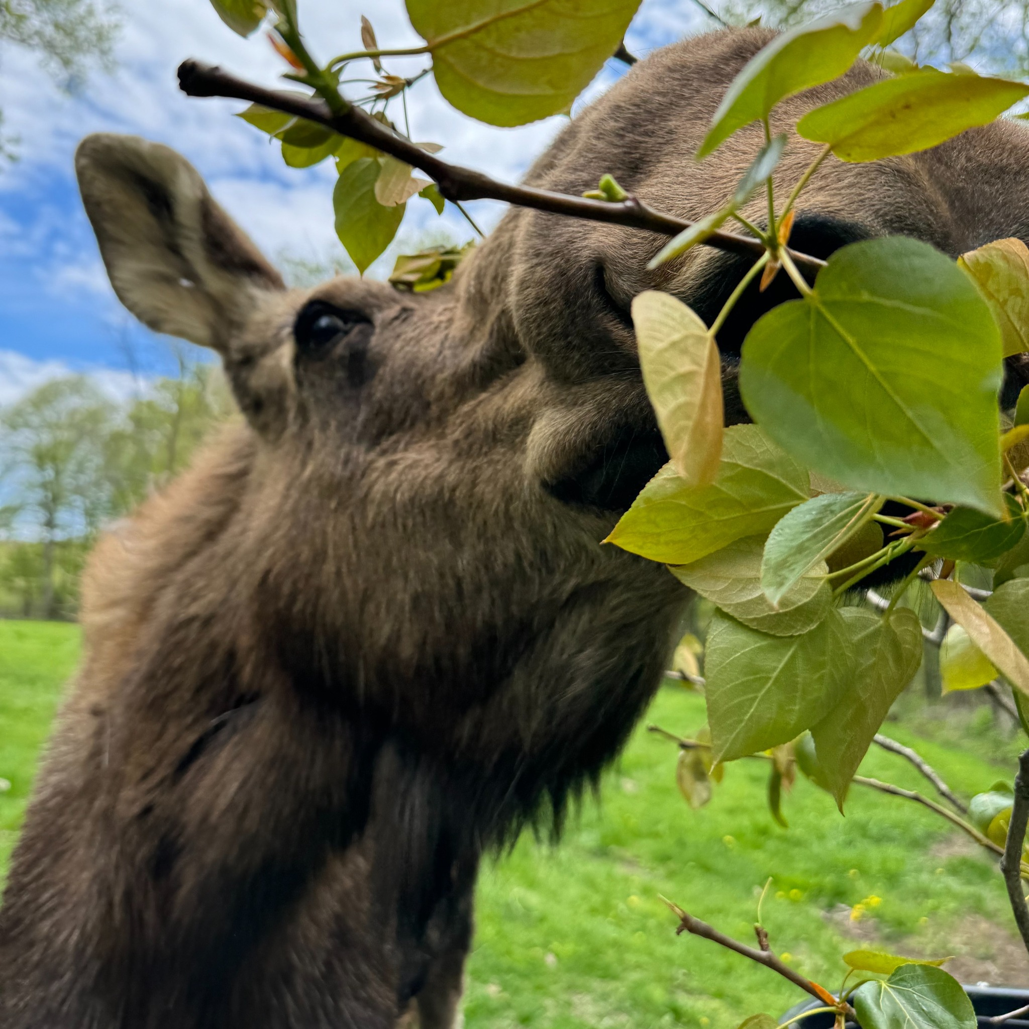 Toronto zoo: Trilly the moose, known for her ‘grumpy ears’, dies at age 11