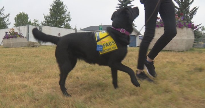 Тихоокеанското дружество за кучета придружители PADS заяви че търсенето на