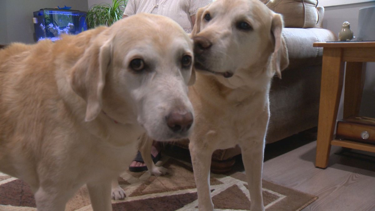 Ally (left) and Abe (right) have reunited after being born in the same litter in New Jersey 11 years ago.