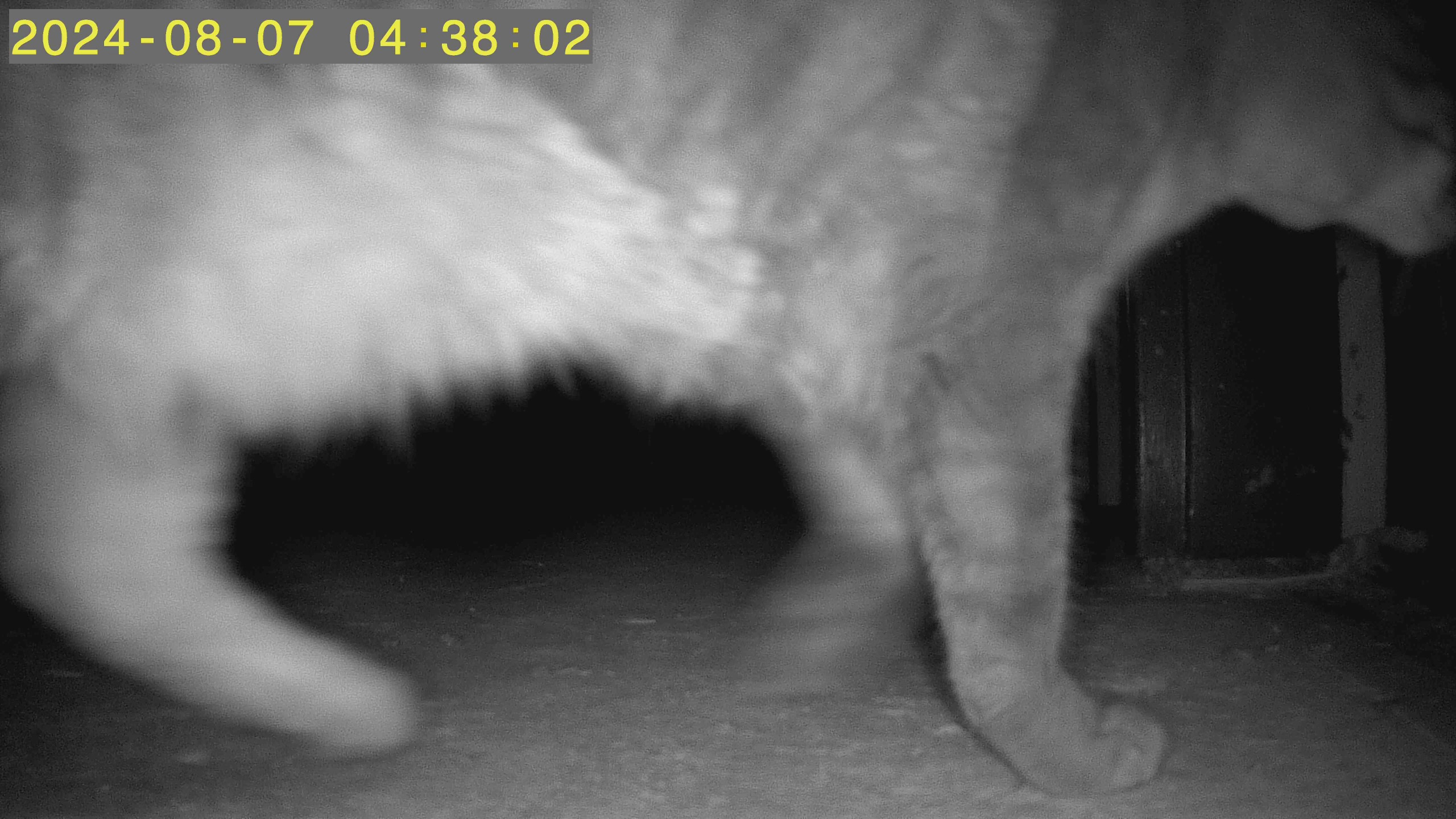 Актуализация Котката в тази история оттогава се е събрала отново