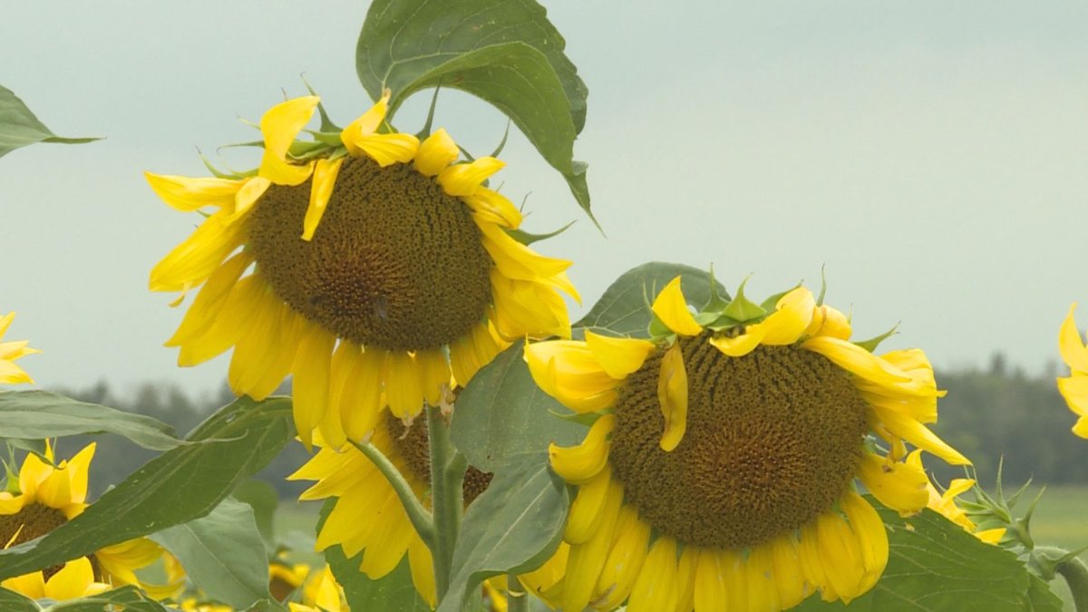 Haywood, Man. farmer offers sunflower selfies for a good cause - image