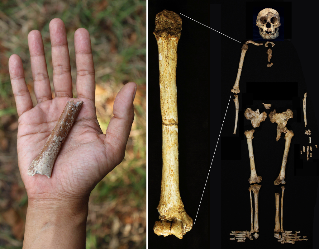 Left: an arm bone fragment excavated on the Indonesian island of Flores that likely belonged to an ancestor of Homo floresiensis, nicknamed "hobbit" humans. Right: an image of a Homo floresiensis skeleton that was excavated from the Liang Bua cave on Flores.