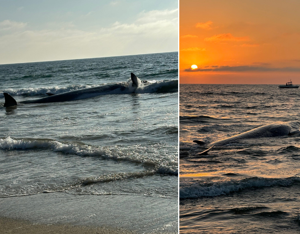 A 51-foot fin whale beached itself and died on the L.A. shoreline on August 10, 2024.