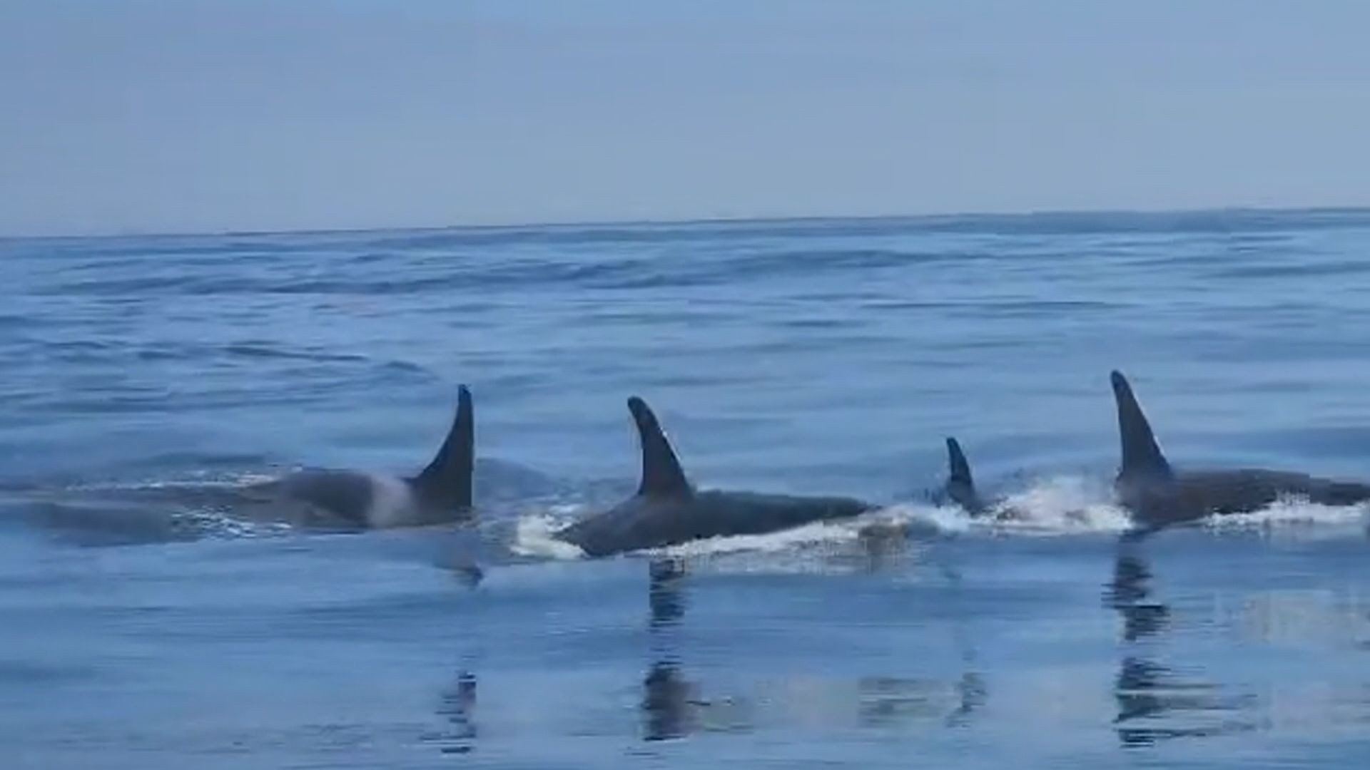 ‘Honoured’: Pod of orcas delights and surprises fishermen off B.C. coast