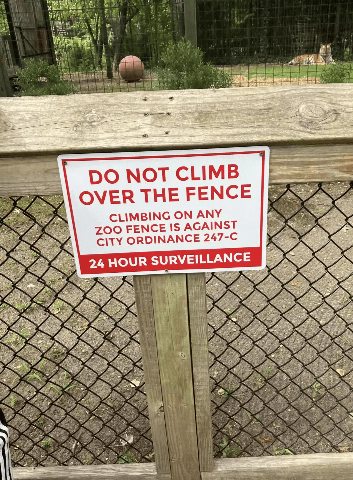 A sign reading "Do not climb over the fence. Climbing over any zoo fence is against city ordinance 247-C." A tiger is seen laying in the background.