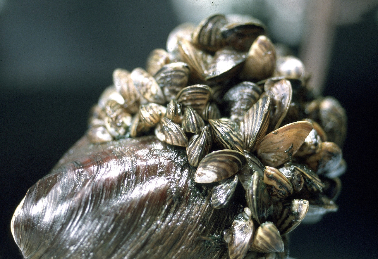 За втори път от четири години инвазивни миди зебра бяха