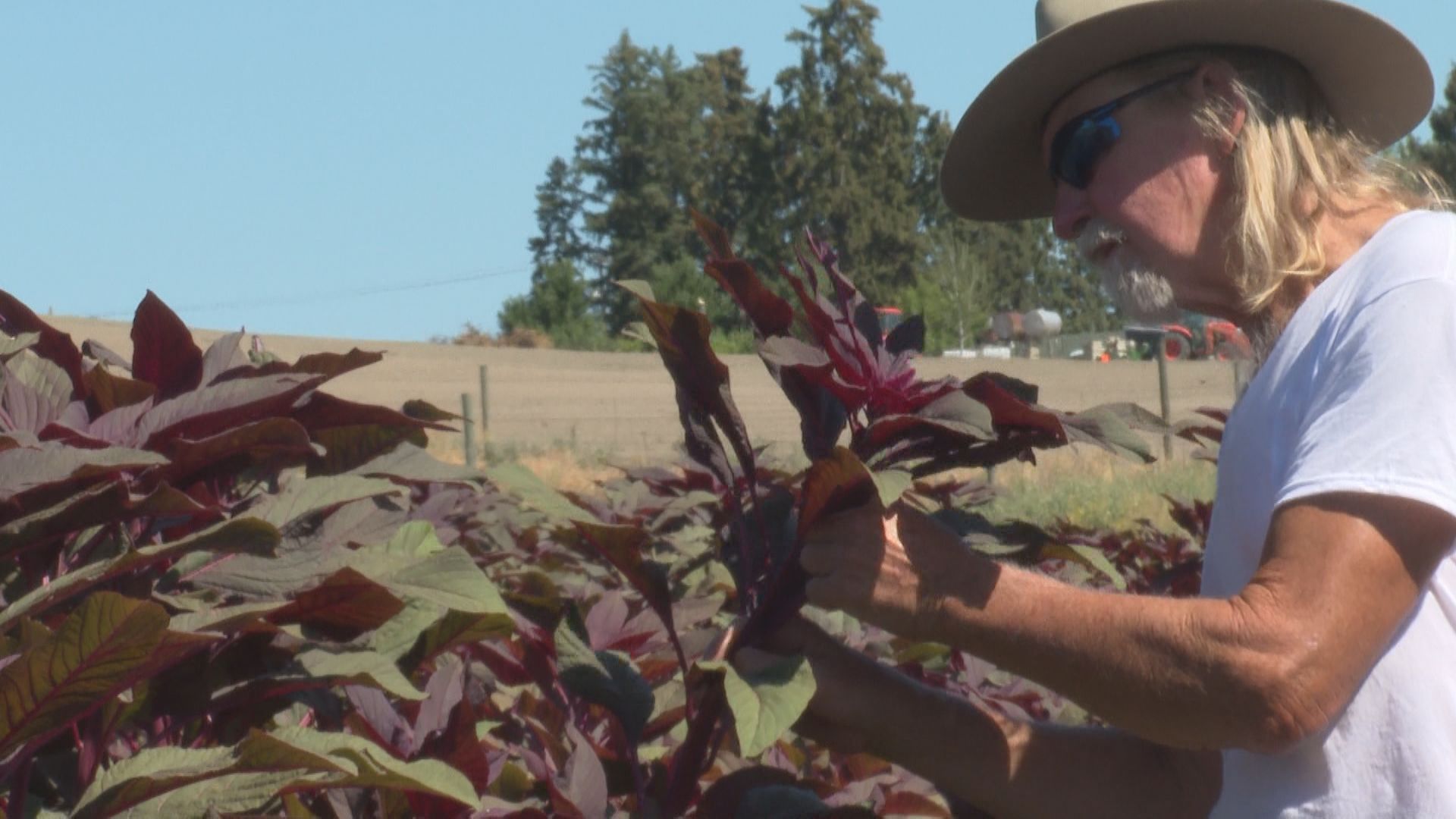 Okanagan farmer sets out to revive enthusiasm for ancient grain