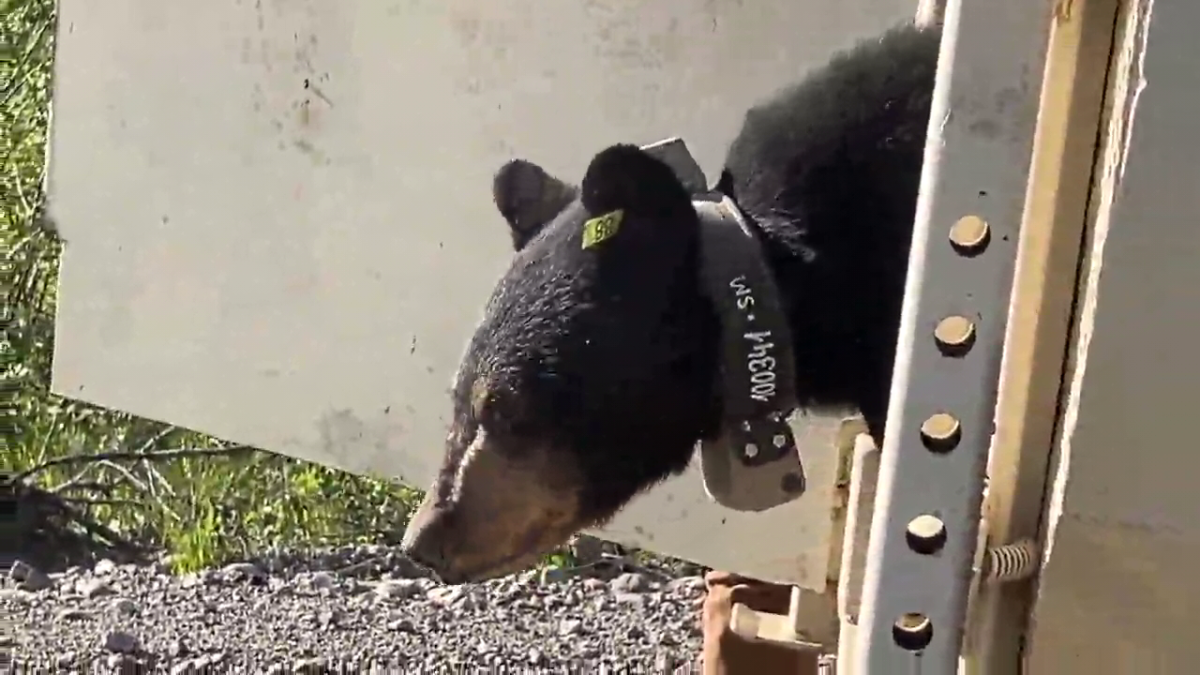 A young orphaned bear wearing a radio collar is released from rehabilitation.