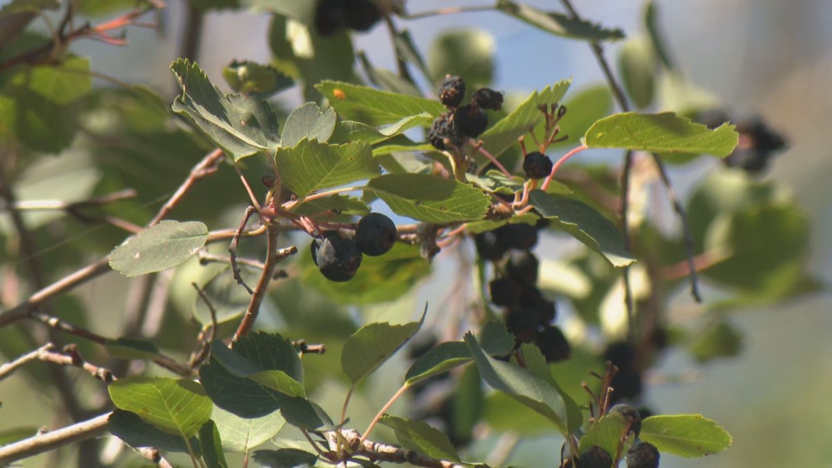 The Berry Barn's u-pick season recently wrapped up for the season