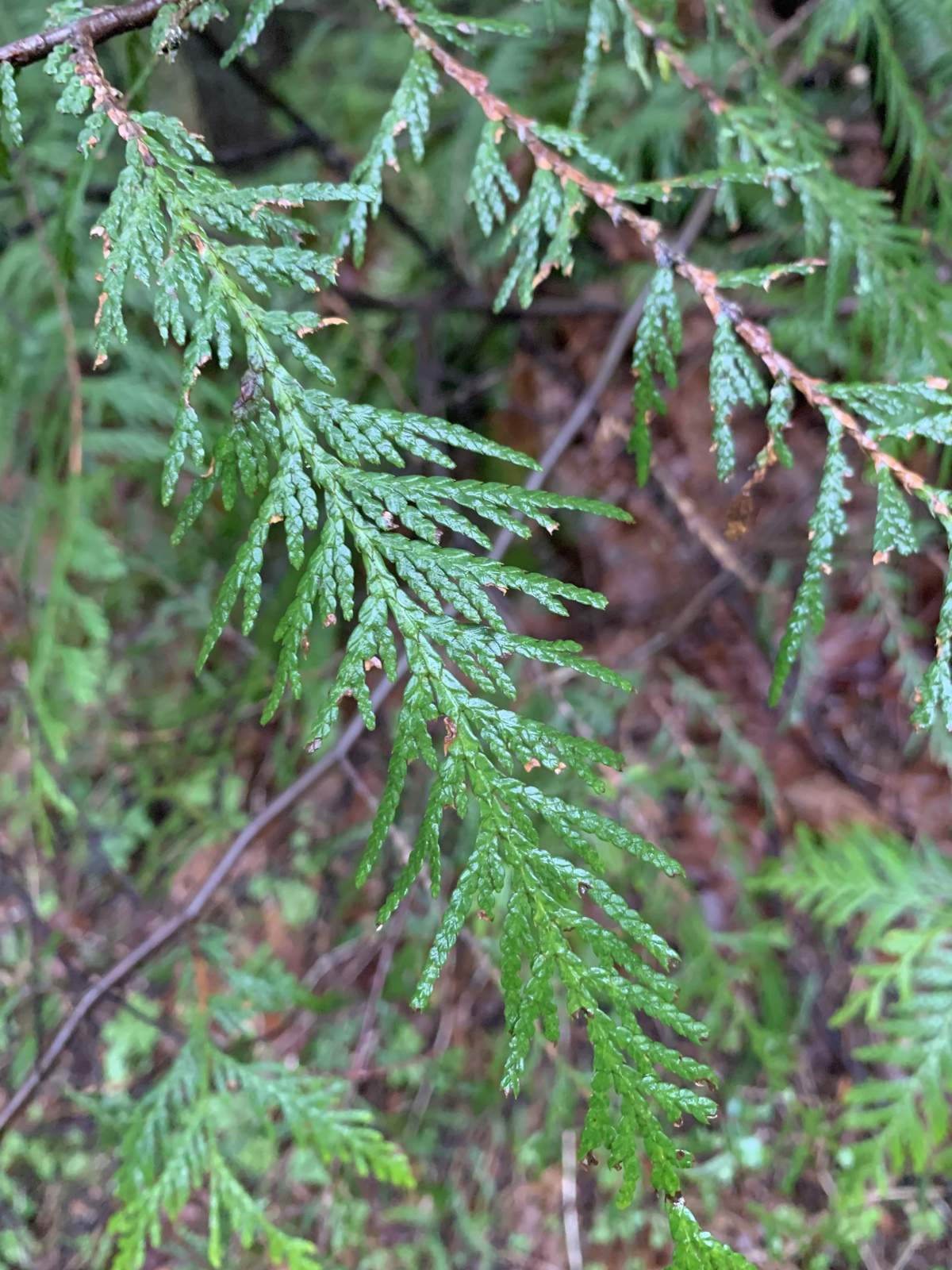 Cedars and Salmonberries Walk in Lynn Canyon Park - image