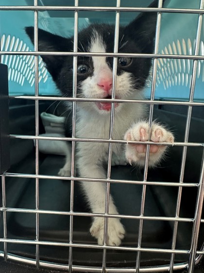 The Calgary Humane Society is investigating a series of kitten abuse over the summer.