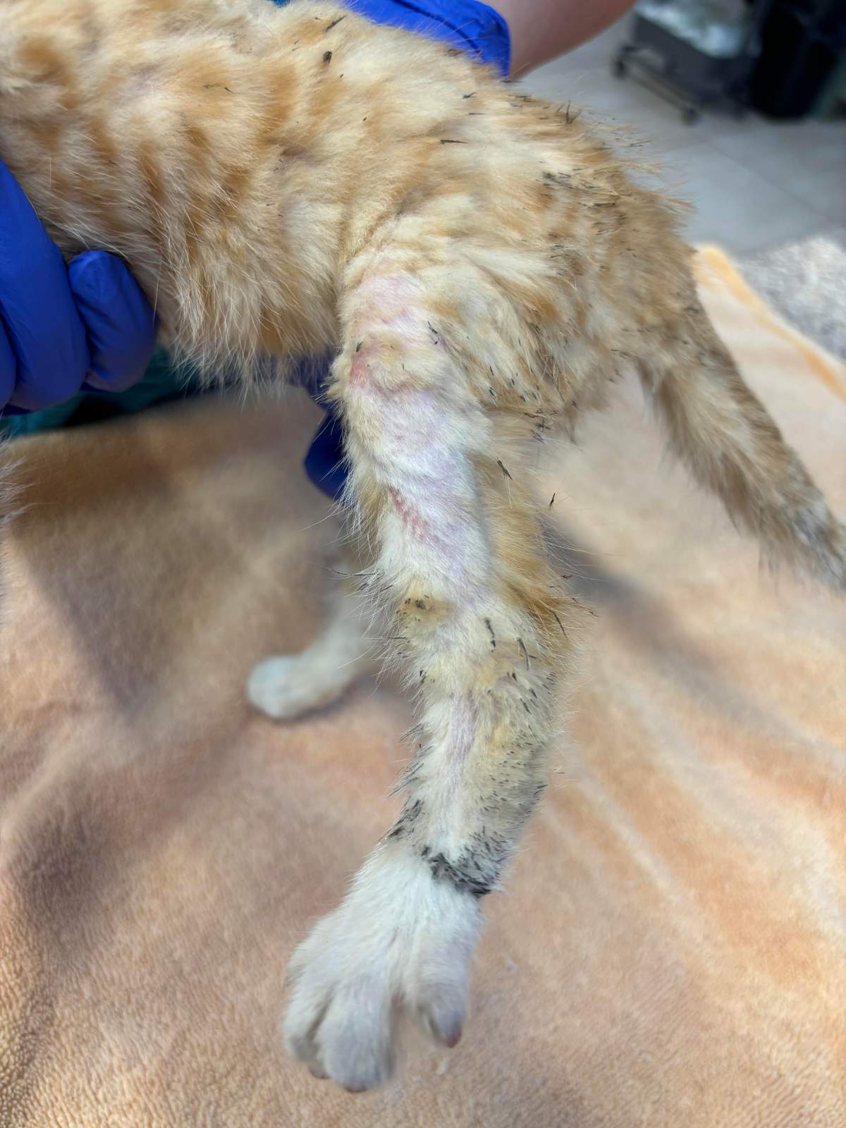 The Calgary Humane Society is investigating a series of kitten abuse over the summer. This kitten was found with a leg injury.