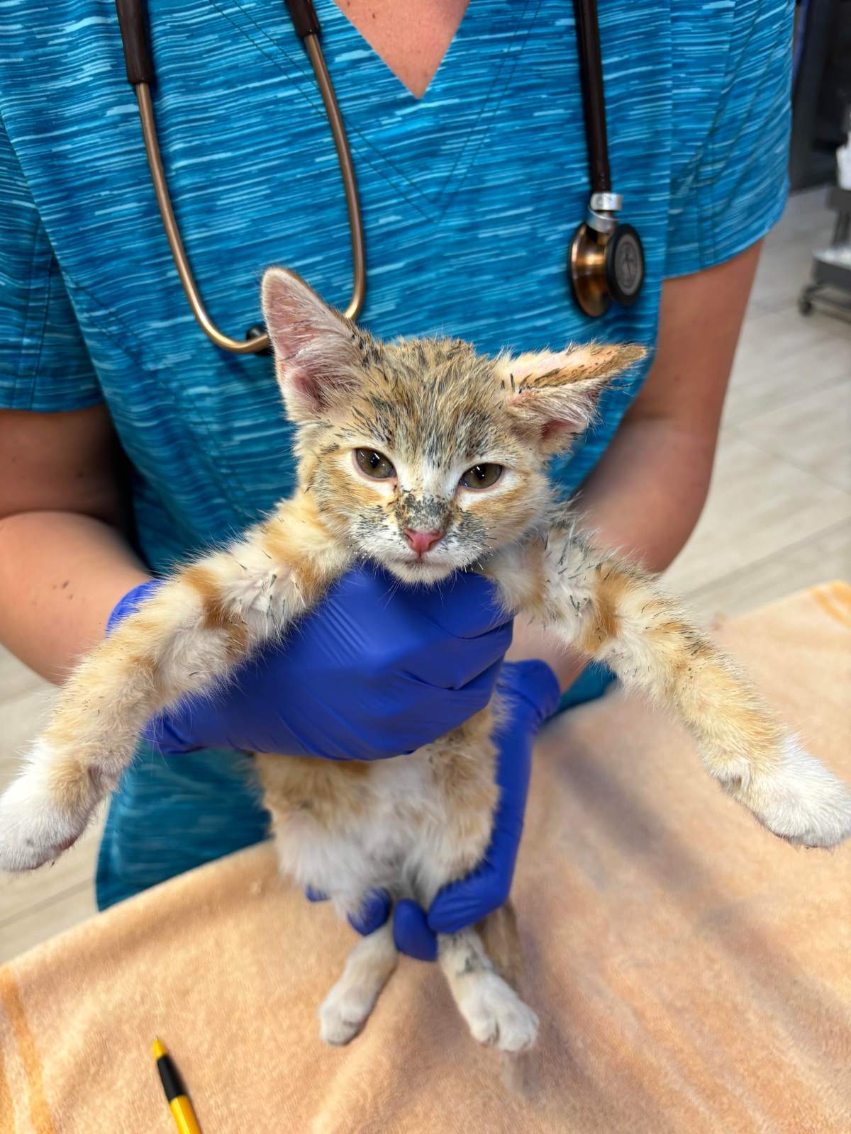 The Calgary Humane Society is investigating a series of kitten abuse over the summer. This kitten was found covered in a tar-like substance.