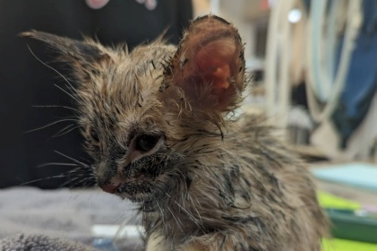 The Calgary Humane Society is investigating a series of kitten abuse over the summer. This kitten was found covered in a tar-like substance.