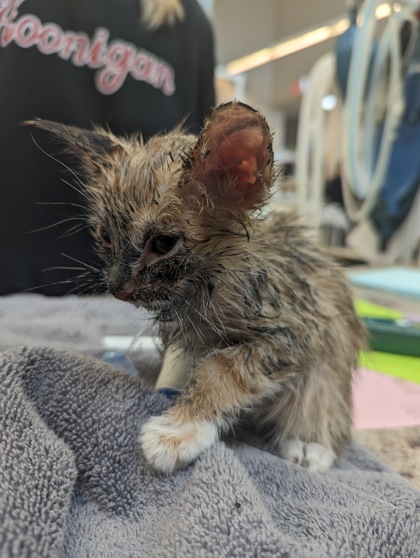 The Calgary Humane Society is investigating a series of kitten abuse over the summer. This kitten was found covered in a tar-like substance.
