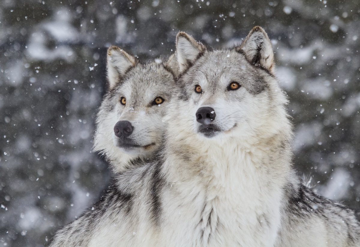 VCT Presents National Geographic Live: Wild Wolves of Yellowstone with Wildlife Biologist Doug Smith – February 12, 2025 - image