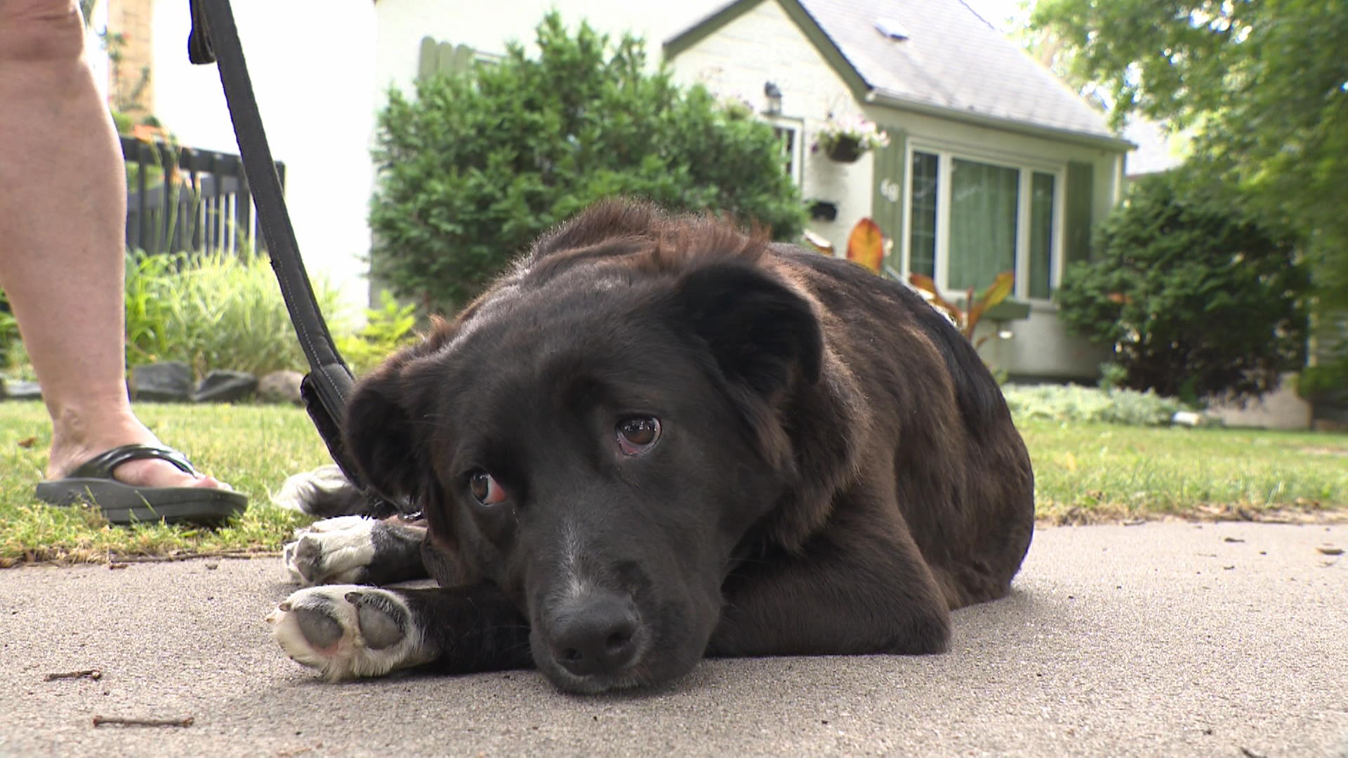 Любителката на животни Джаки Хана обича да отваря сърцето и