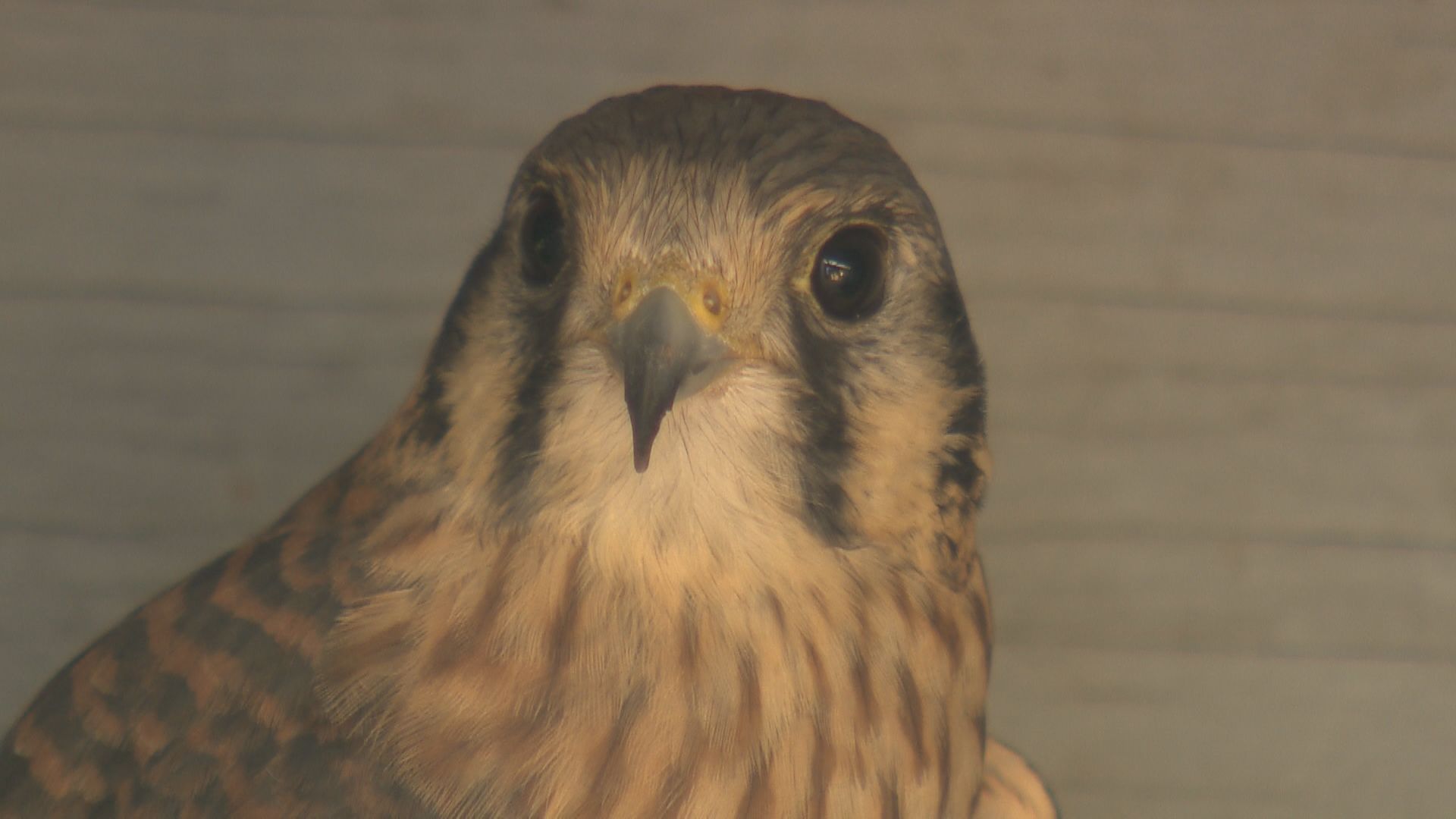 Rehabilitated bird injured in B.C. wildfire to be released back into the wild