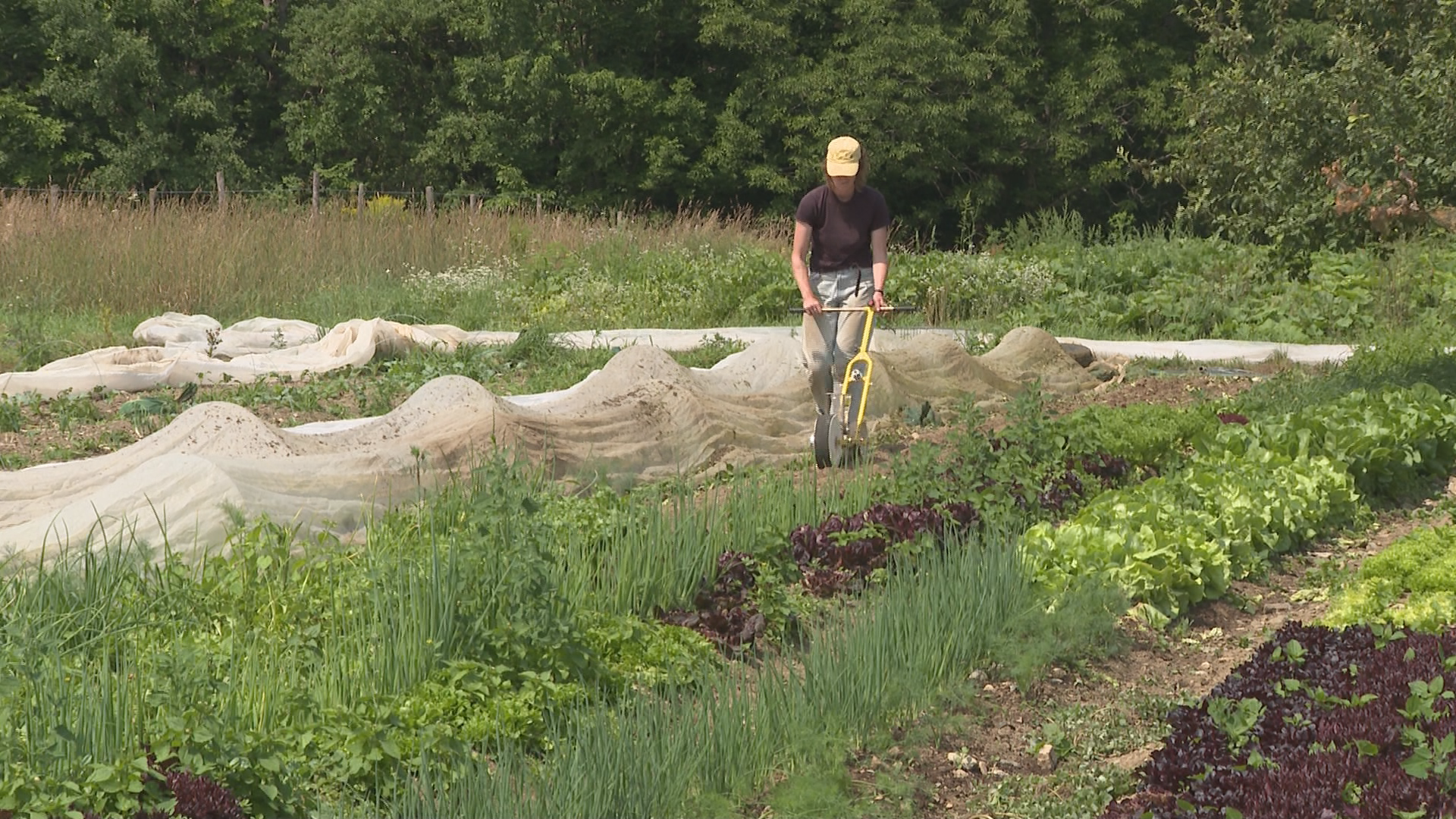 Rebecca MacInnis has to choose which crops to sacrifice due to the rise in extreme weather.