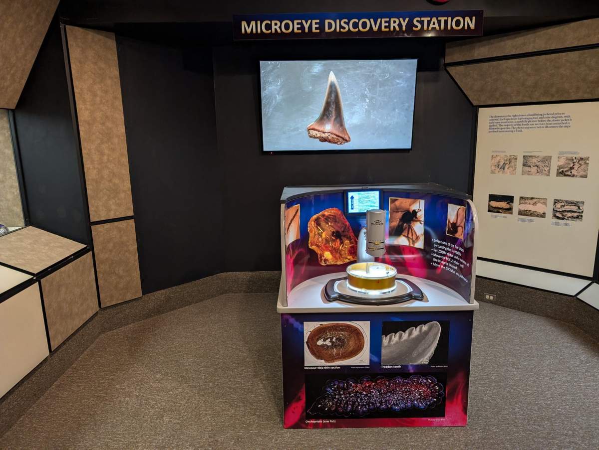 An 83 million-year-old shark tooth is on display at the Canadian Fossil Discovery Centre in Morden, Man.