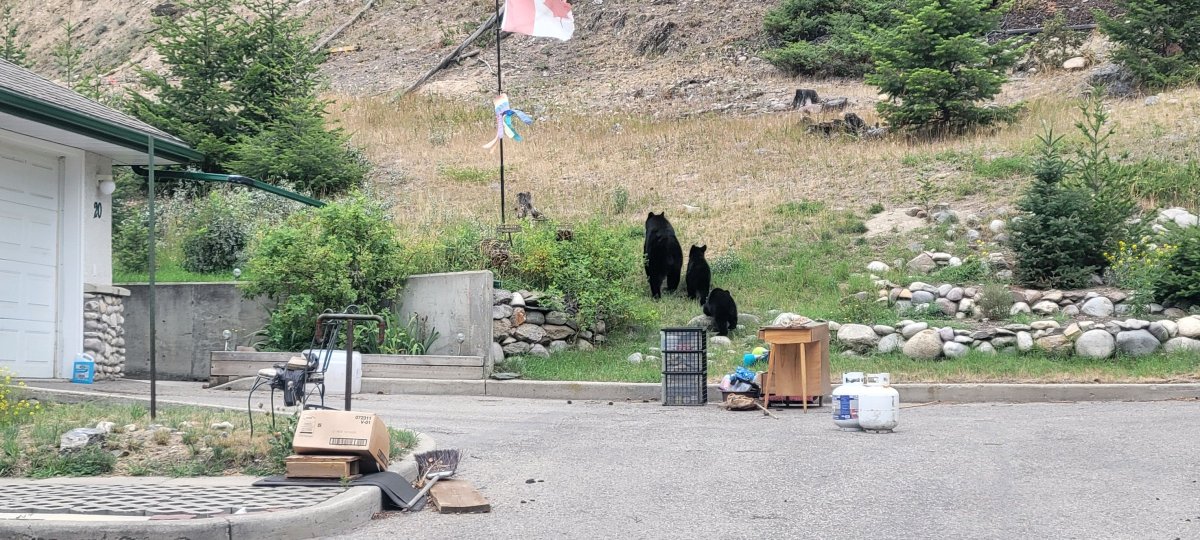 Jasper National Park says residents re-entering Jasper should watch out for bears who have moved into town looking for food.