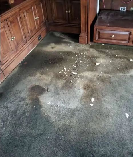 Extensive staining and damage on the condo's carpets.