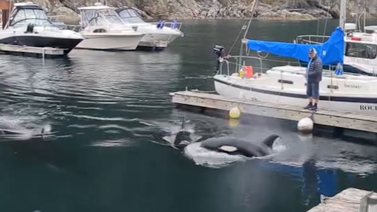 A still from the video shows just how close the orcas came to those standing on the docks.