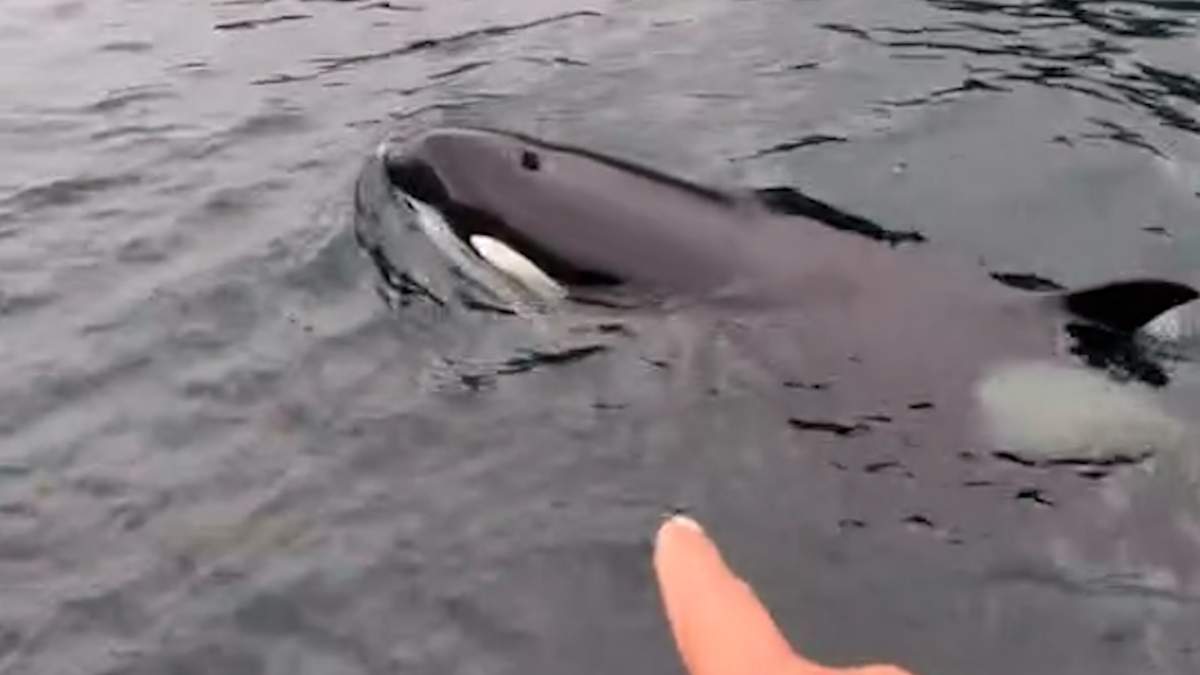 The orcas were so close to the dock that the group could see their markings.