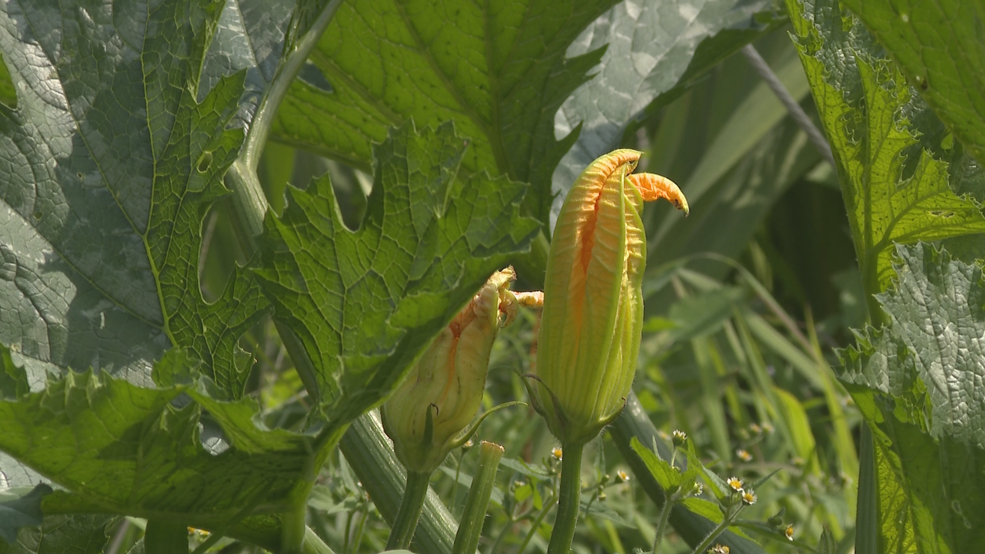 This summer’s heatwave made working outside all day “impossible,” for Spring Tide’s farmhands.