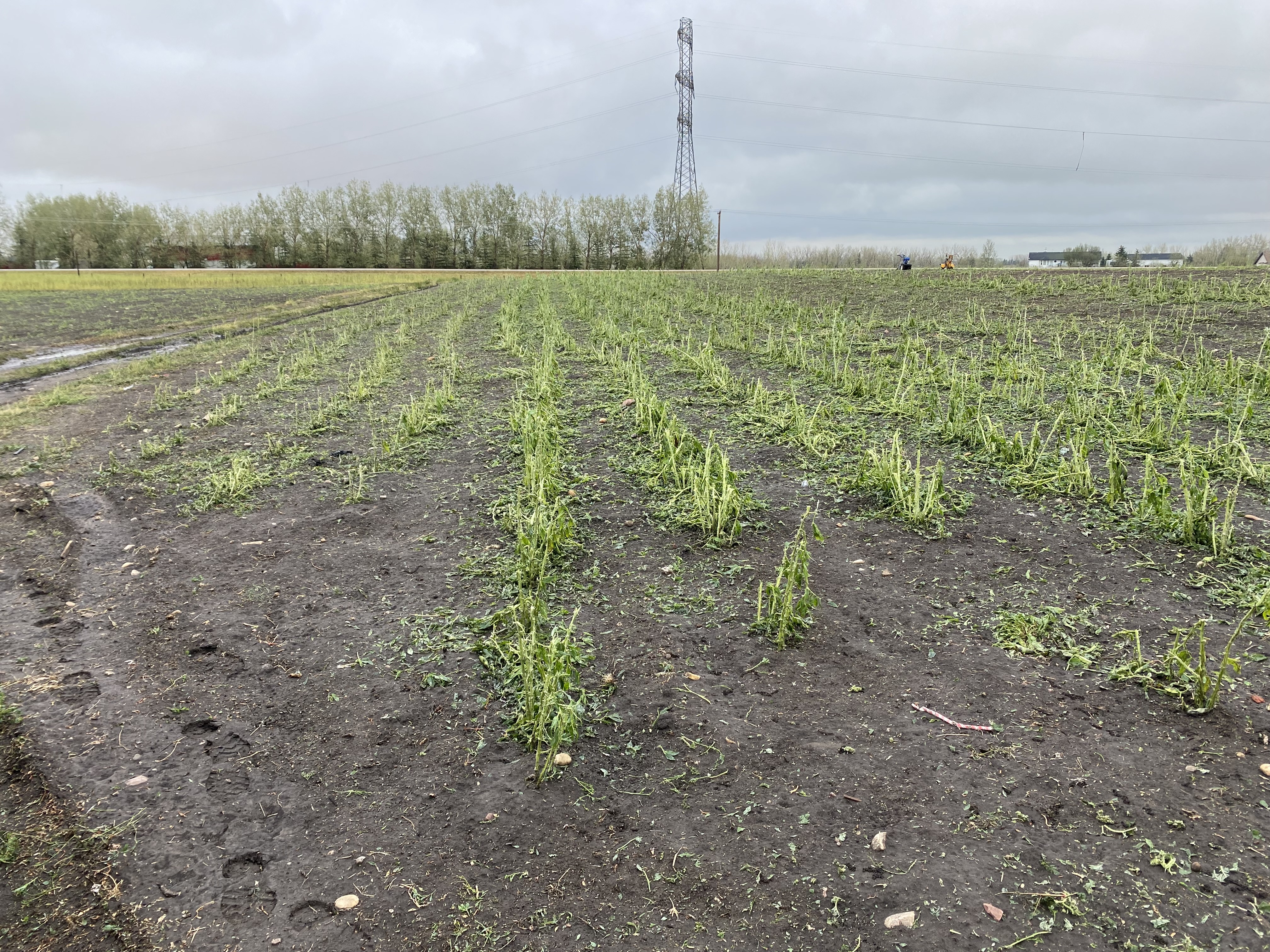 Сирийско семейство е сред фермерите които изчисляват щетите след силна