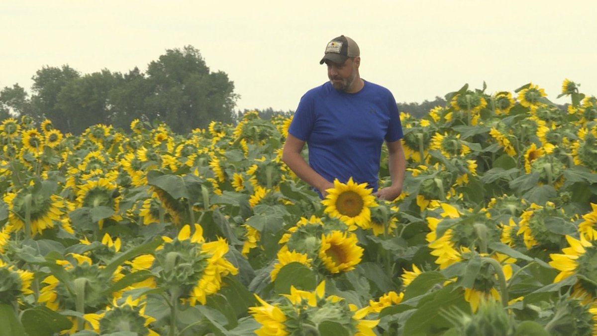 JP LeFloch has created a sunflower selfie area in his field as a fundraiser for STARS Air Ambulance. 