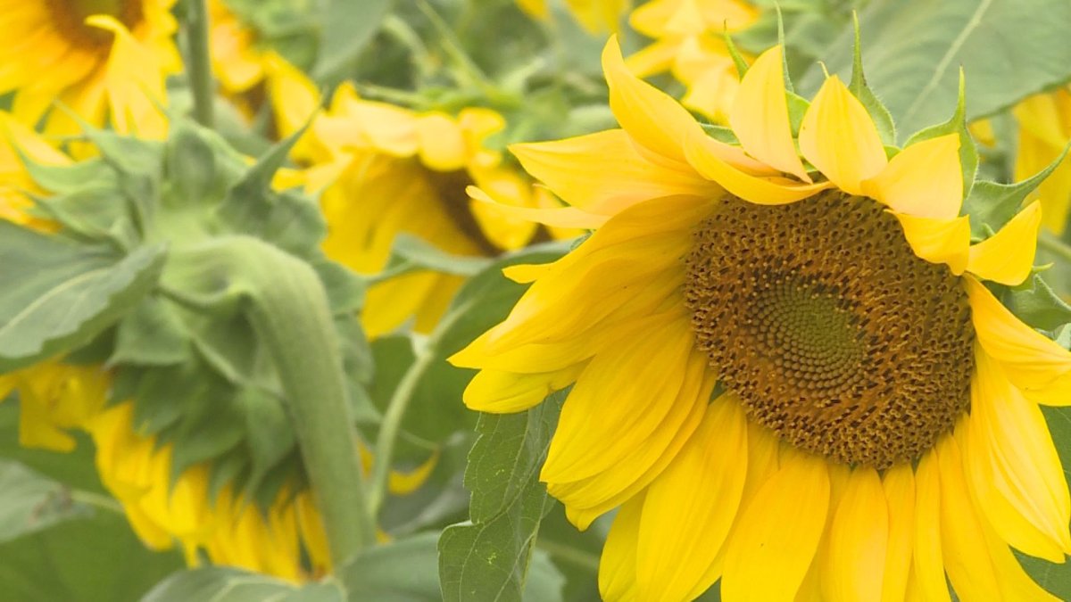 The sunflower bloom is underway in Manitoba.