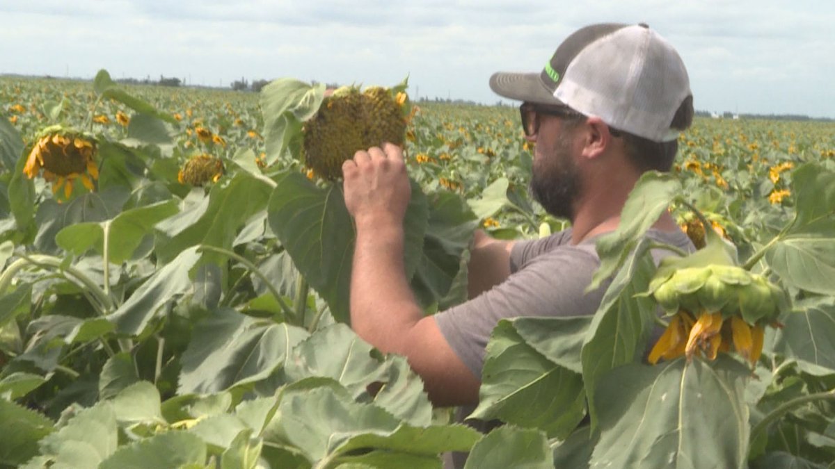 Farmer Lee Oatway says he’s had issues with people damaging his crops in the past.