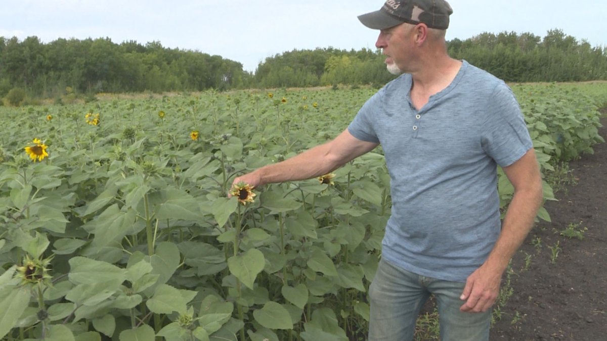 Vince Rattai, the owner of Deermeadow Farms, says their sunflowers will soon be in full bloom.