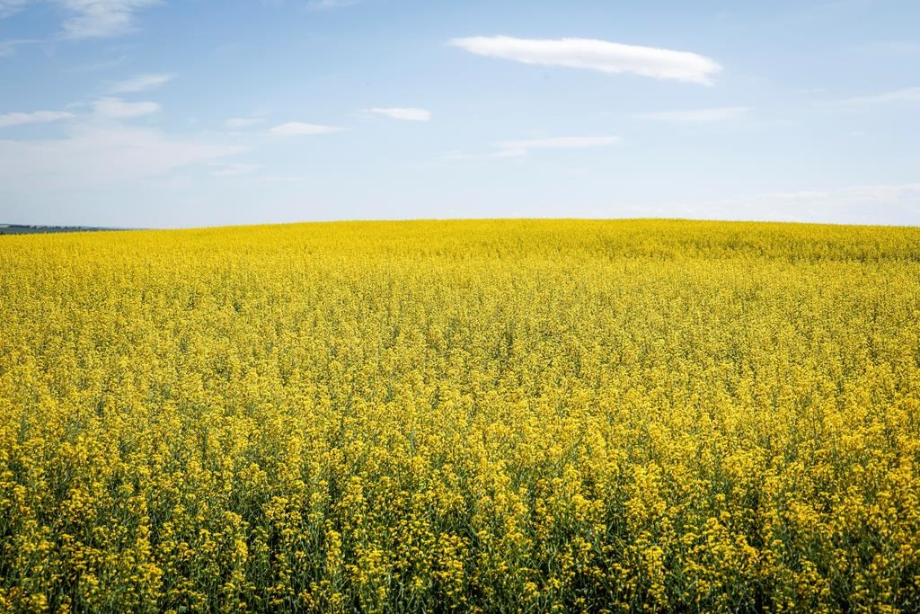 Докато канадските производители на рапица се подготвят за потенциално въздействие