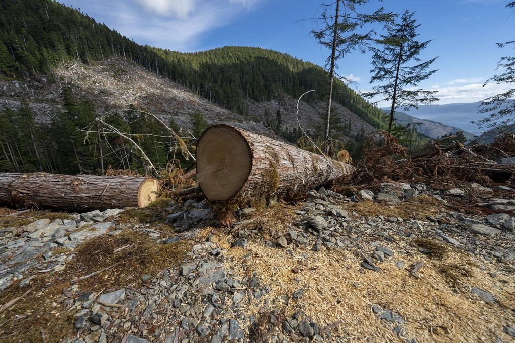 British Columbia’s forestry industry isn’t doing enough to help prevent