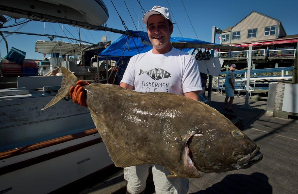 The federal Fisheries Department says it has reached an agreement with France allowing fishers from the tiny archipelago near Newfoundland a portion of the annual Atlantic halibut catch. A man displays a 17-pound halibut in Richmond, B.C., on Friday, Aug. 31, 2012. THE CANADIAN PRESS/Darryl Dyck.