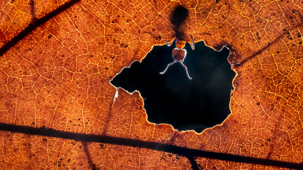 An ant peers through a hole in a red leaf.