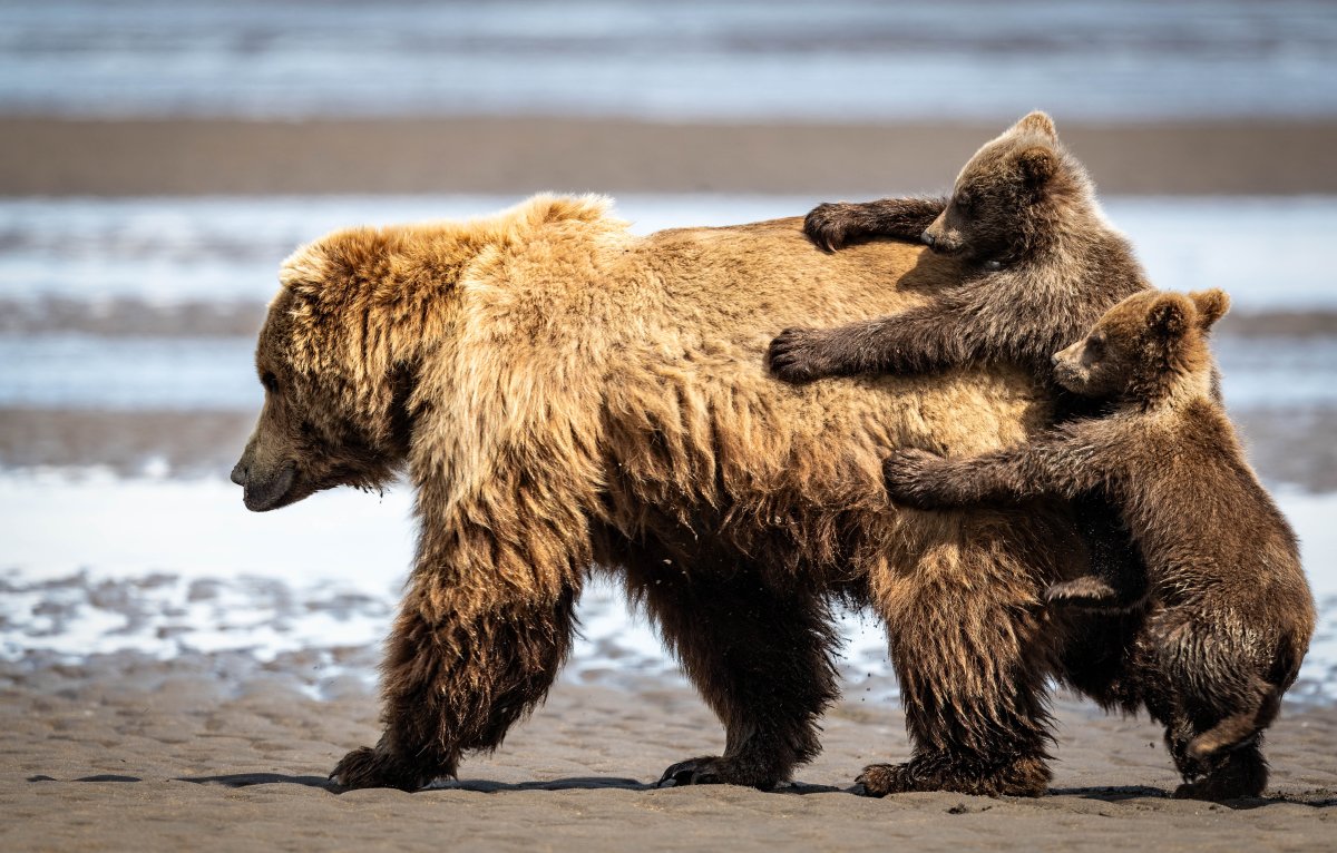 Two brown bear cubs hang off their mother's rump.