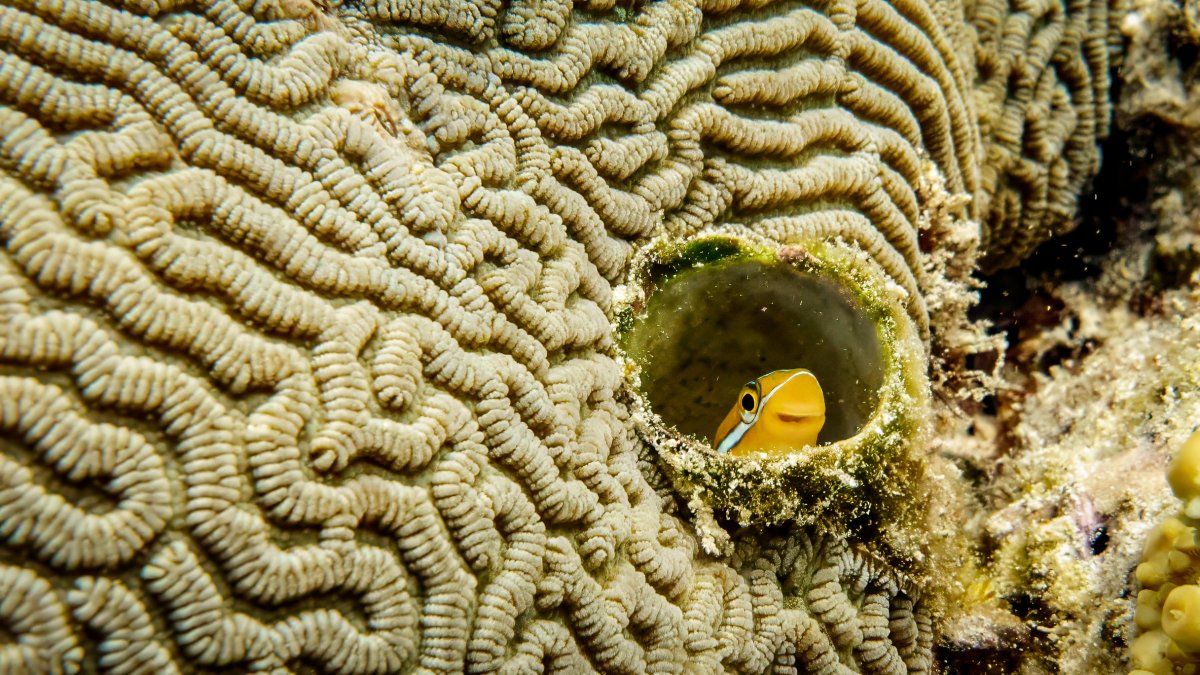 A Blenni fish peaks out of a hole in coral.